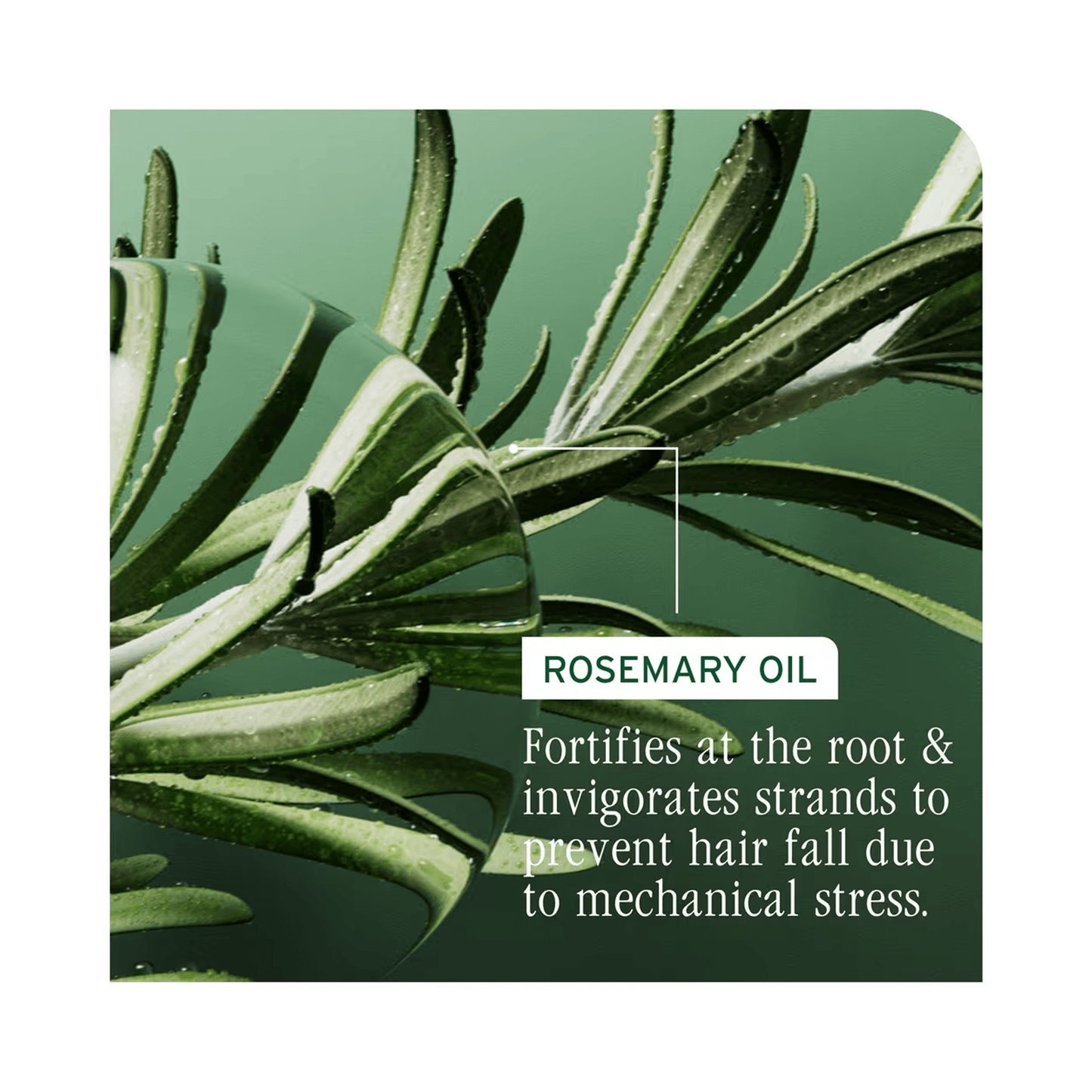 Biolage Full Rescue Shampoo 13.5oz & Conditioner 8oz Duo ($60 Value) - Beautifox