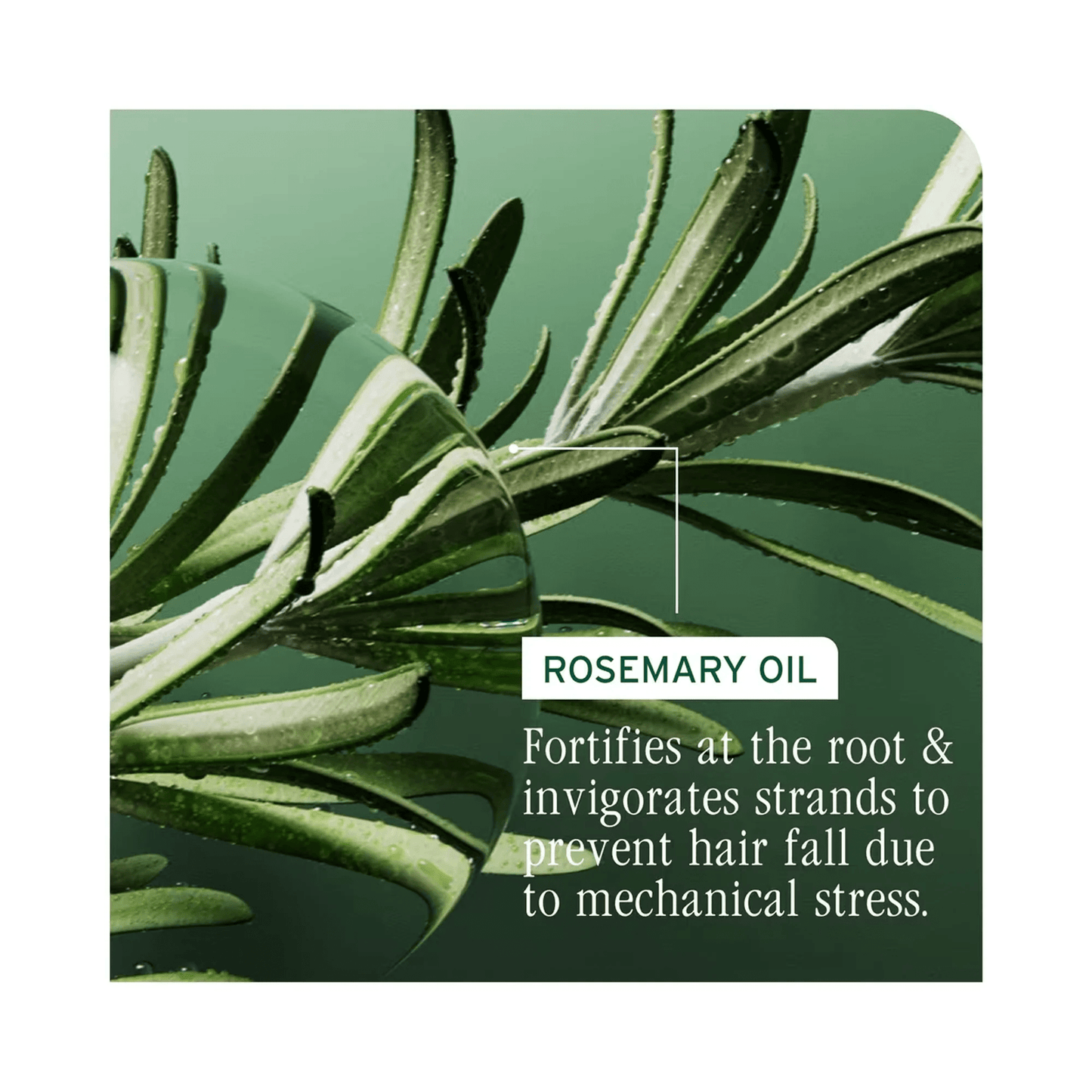 Biolage Full Rescue Shampoo & Conditioner Liter Duo ($112 Value) - Beautifox