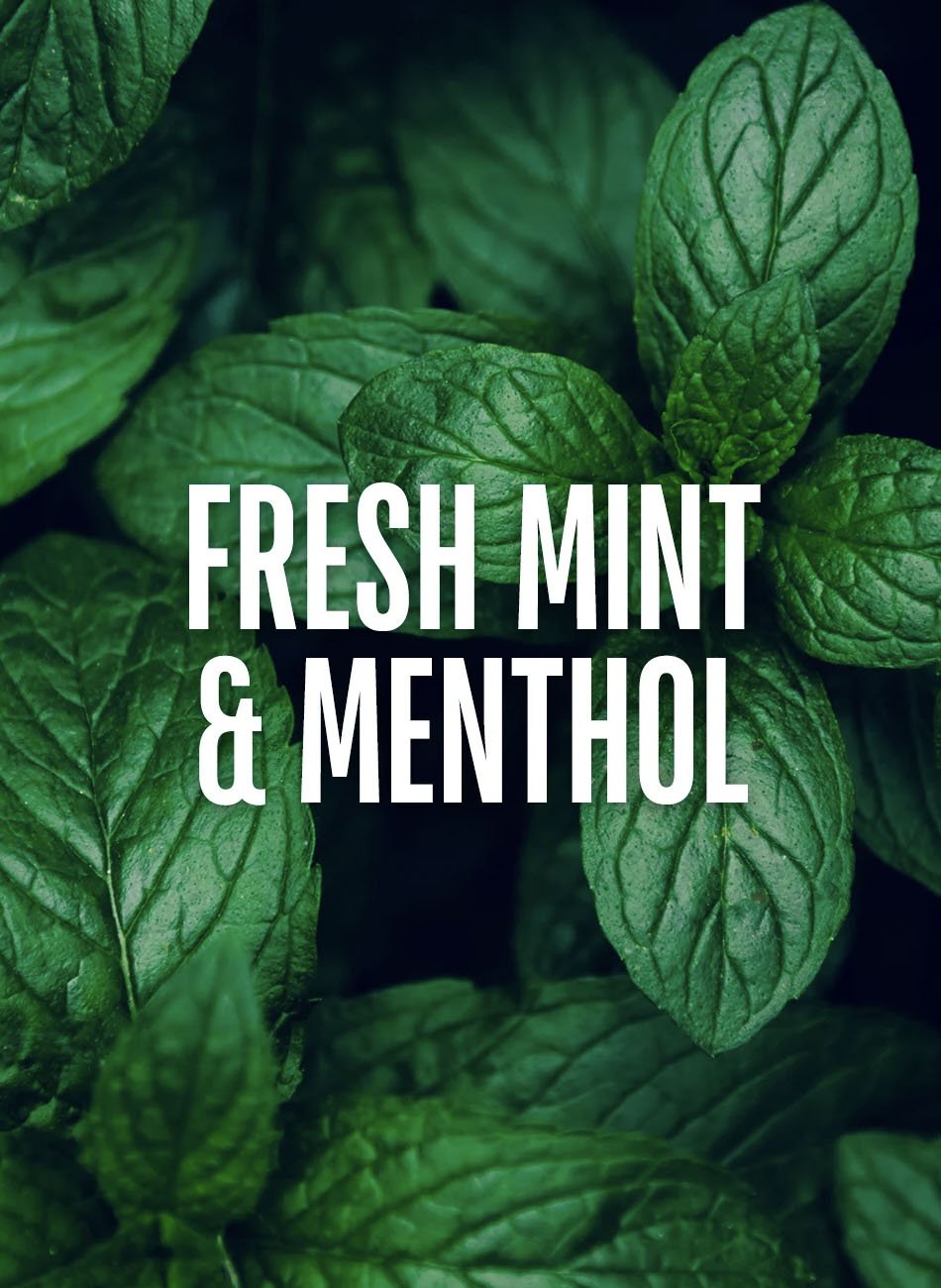Mint Thickening Shampoo - Beautifox
