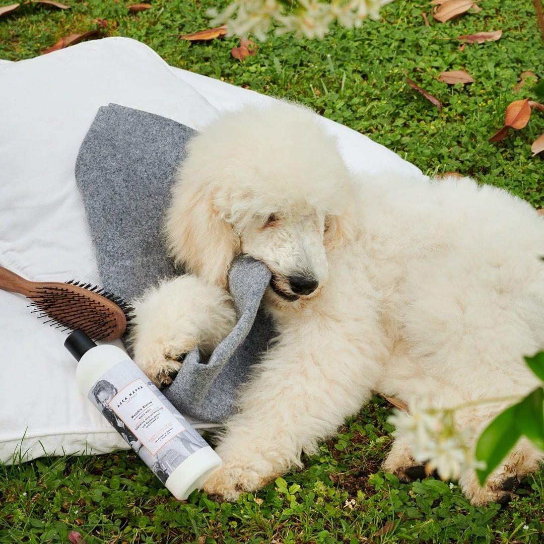 White Moss Dog Shampoo - Beautifox